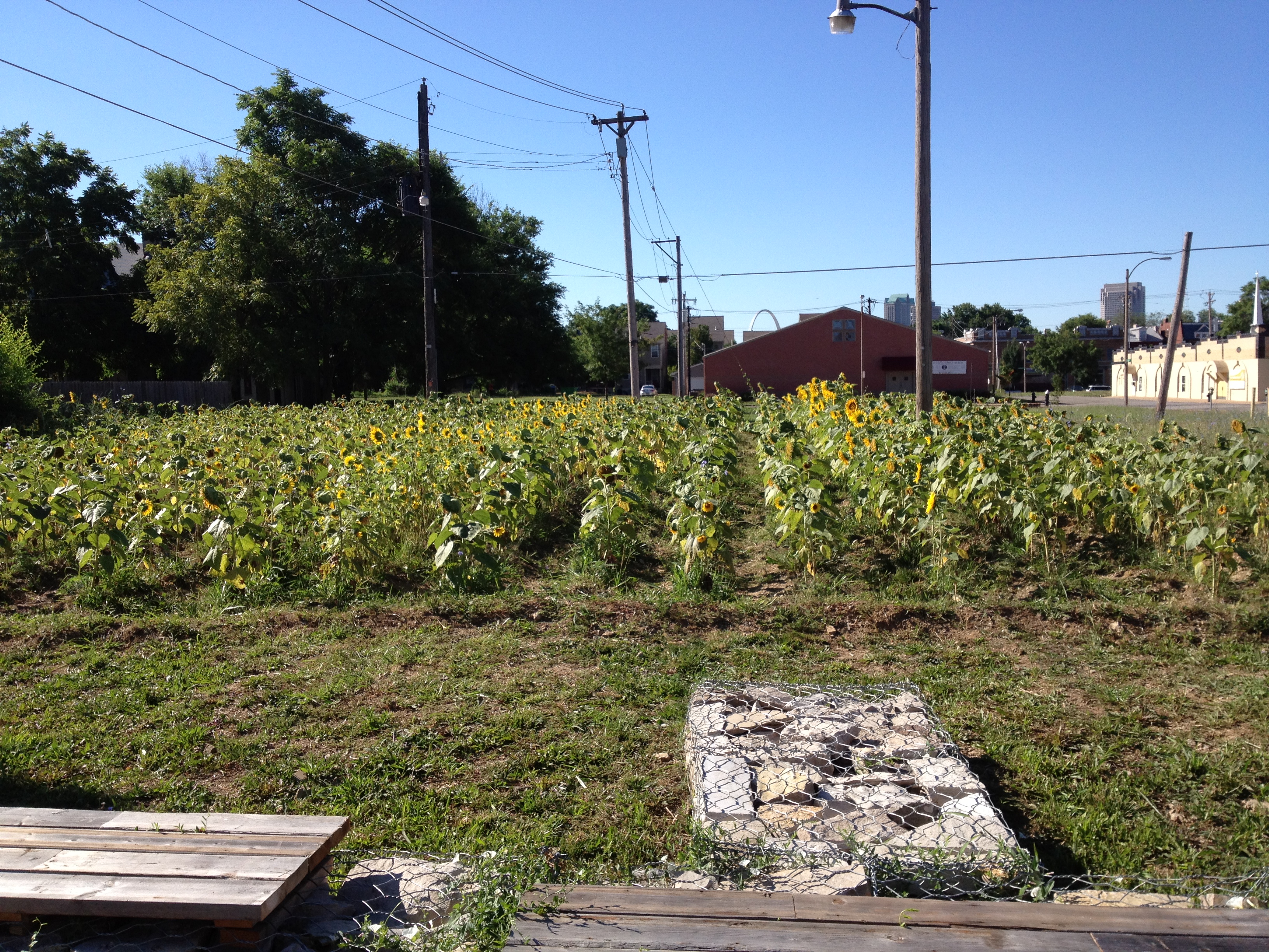 Field results showing tall sunflower row — view 3